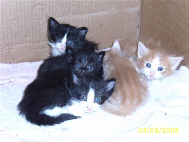 Norsk Skovkat Dk Weis Morpheus billede 2