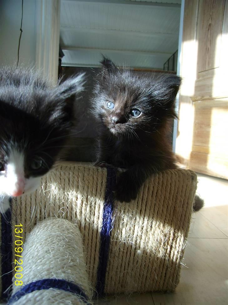 Norsk Skovkat Dk Weis Morpheus billede 3