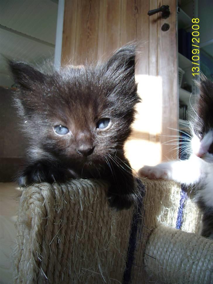 Norsk Skovkat Dk Weis Morpheus billede 4