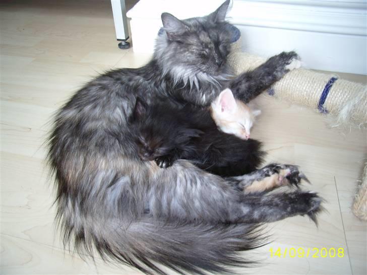 Norsk Skovkat Dk Weis Morpheus billede 5