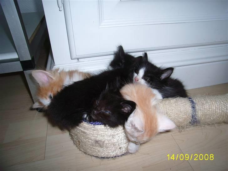 Norsk Skovkat Dk Weis Morpheus billede 6