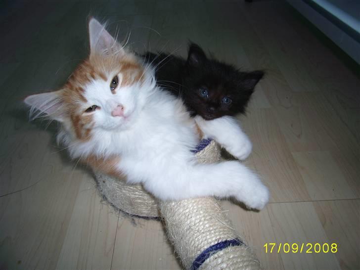 Norsk Skovkat Dk Weis Morpheus billede 8