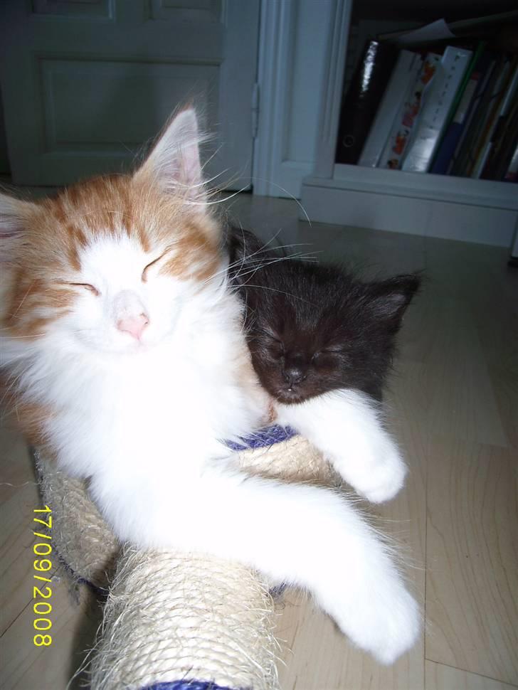 Norsk Skovkat Dk Weis Morpheus billede 9