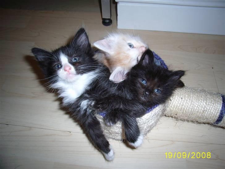 Norsk Skovkat Dk Weis Morpheus billede 10