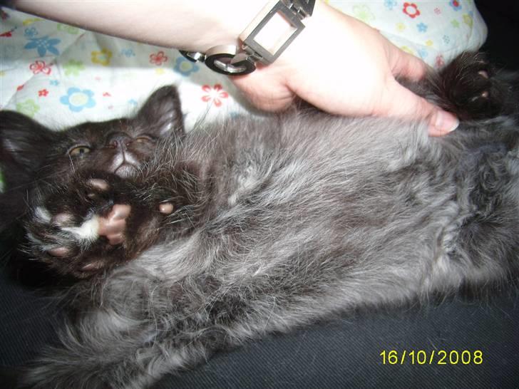 Norsk Skovkat Dk Weis Morpheus billede 11