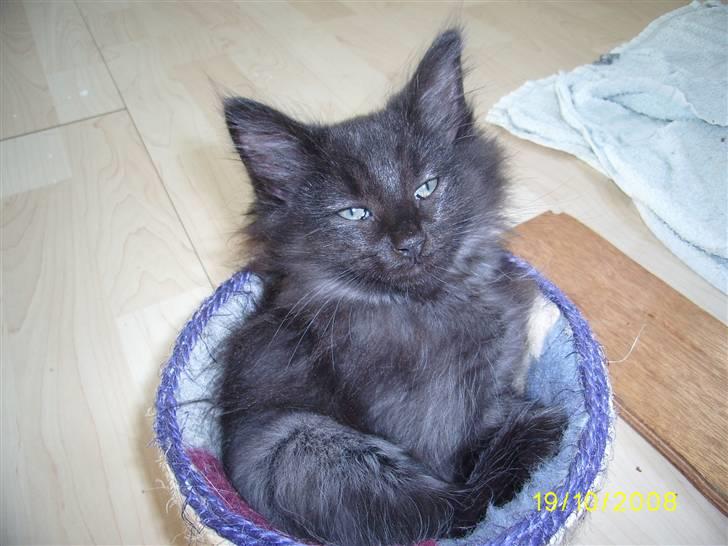 Norsk Skovkat Dk Weis Morpheus billede 12