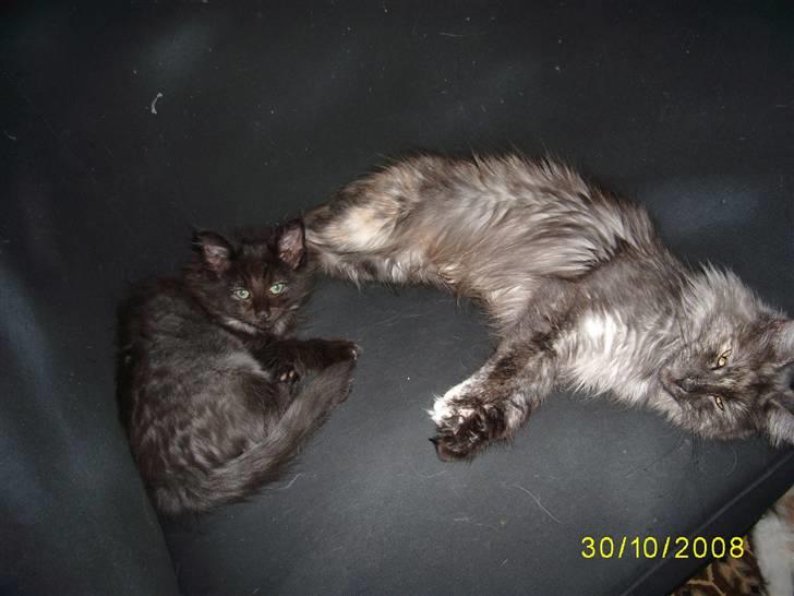 Norsk Skovkat Dk Weis Morpheus billede 13