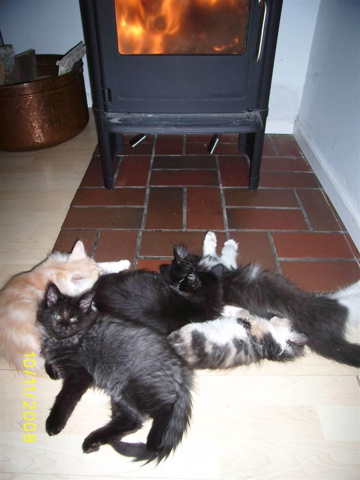 Norsk Skovkat Dk Weis Morpheus billede 14