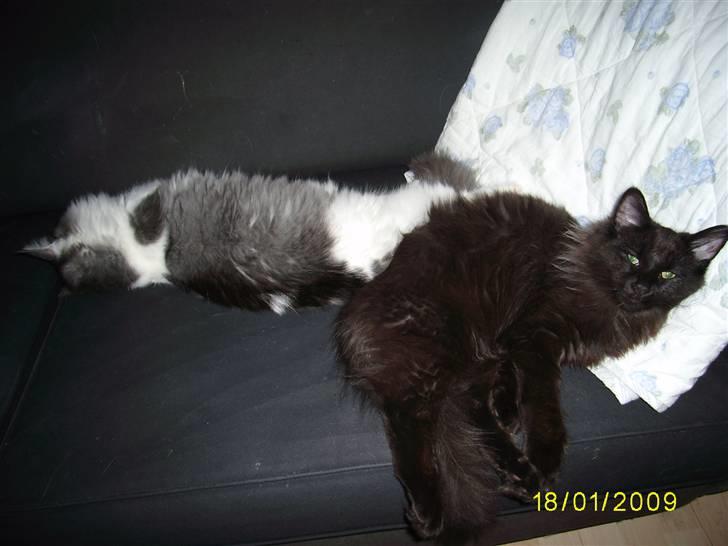 Norsk Skovkat Dk Weis Morpheus billede 15