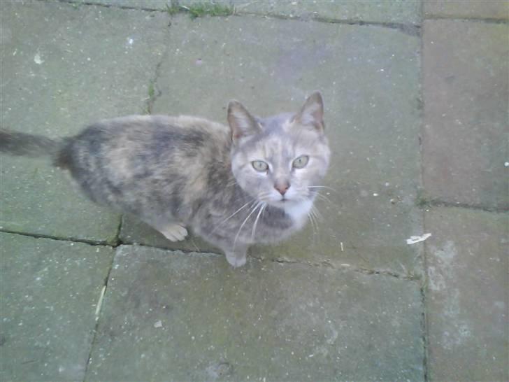 Huskat buster (tante) - 21 mars 2009 billede 13