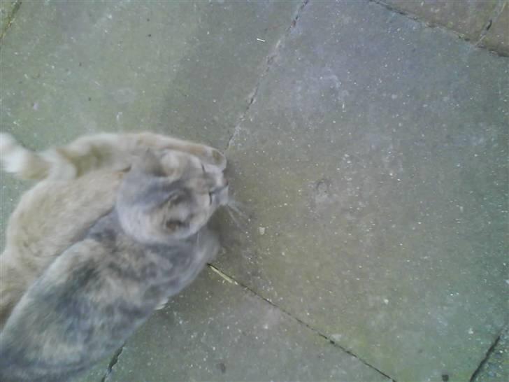 Huskat buster (tante) billede 14