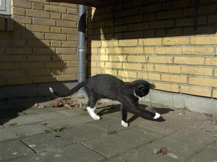 Blanding af racer Kipling billede 5