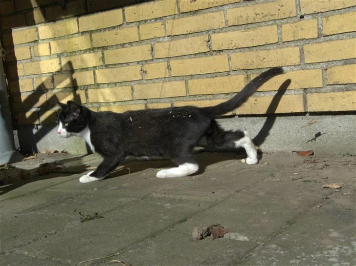 Blanding af racer Kipling billede 6