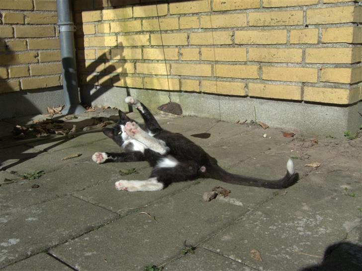 Blanding af racer Kipling billede 7