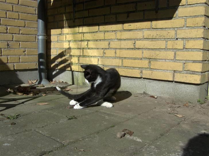 Blanding af racer Kipling billede 9