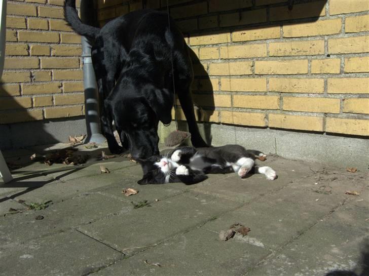 Blanding af racer Kipling billede 10