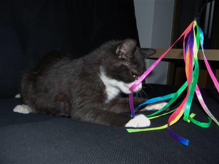 Blanding af racer Kipling billede 12