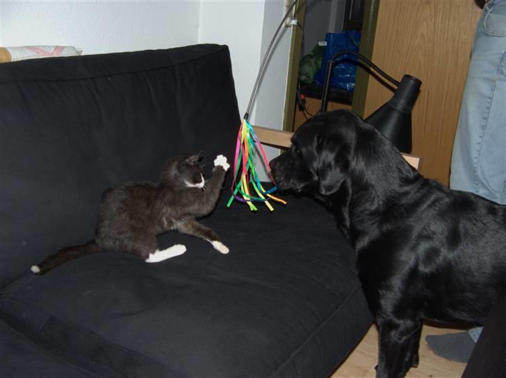 Blanding af racer Kipling billede 13