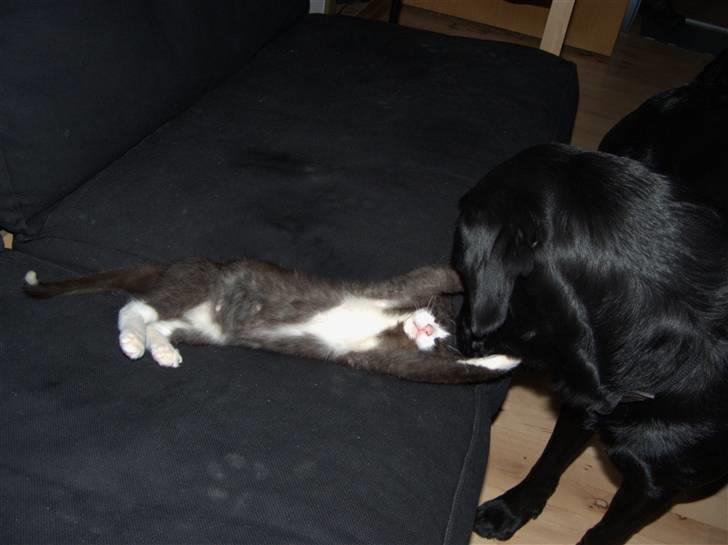 Blanding af racer Kipling billede 15