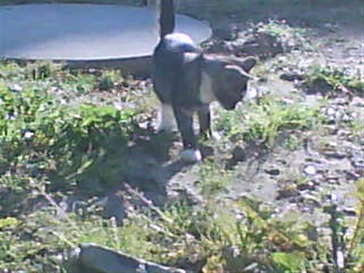 Blanding af racer Donna billede 1