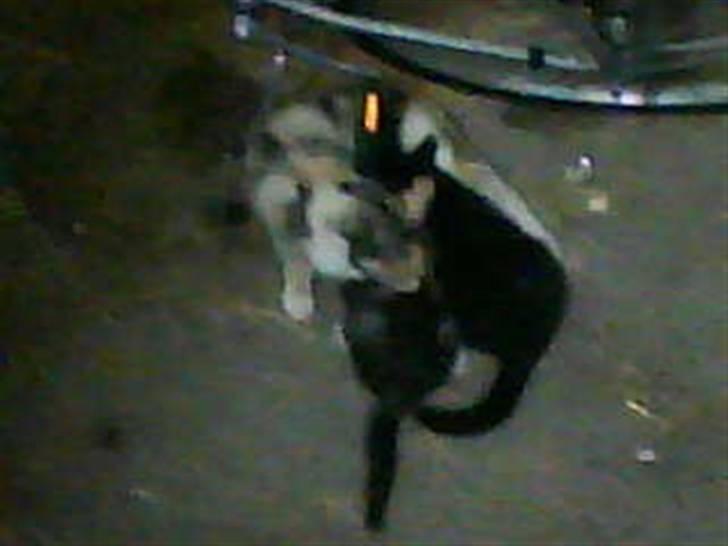 Blanding af racer Donna - Alle killingerne for mælk ved deres mor, og det er Donna´s hale der vender "nedad" billede 2