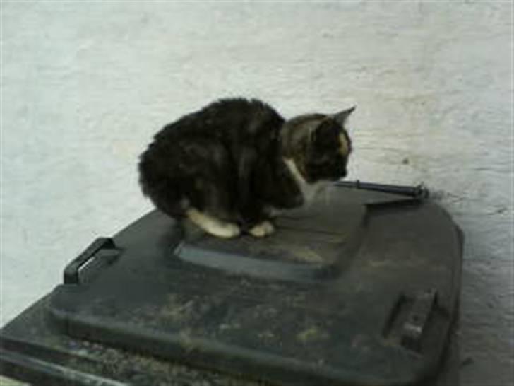 Blanding af racer Donna billede 3