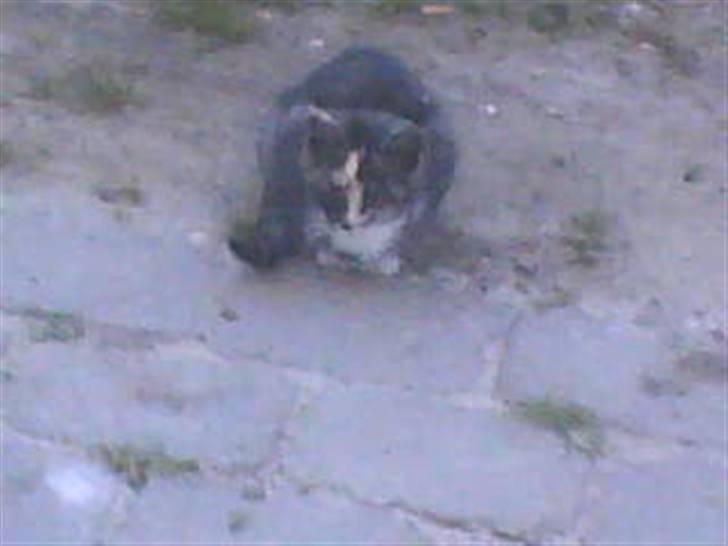 Blanding af racer Donna billede 5