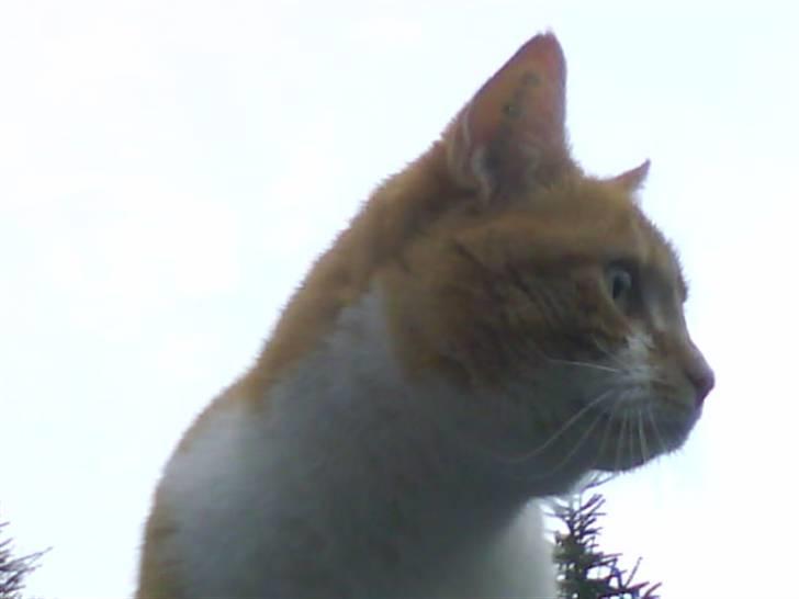 Huskat Max - Velkommen til smukke mAx pigens profil :) kig jer lidt omkring, der vil løbende kommer flere billeder. billede 1