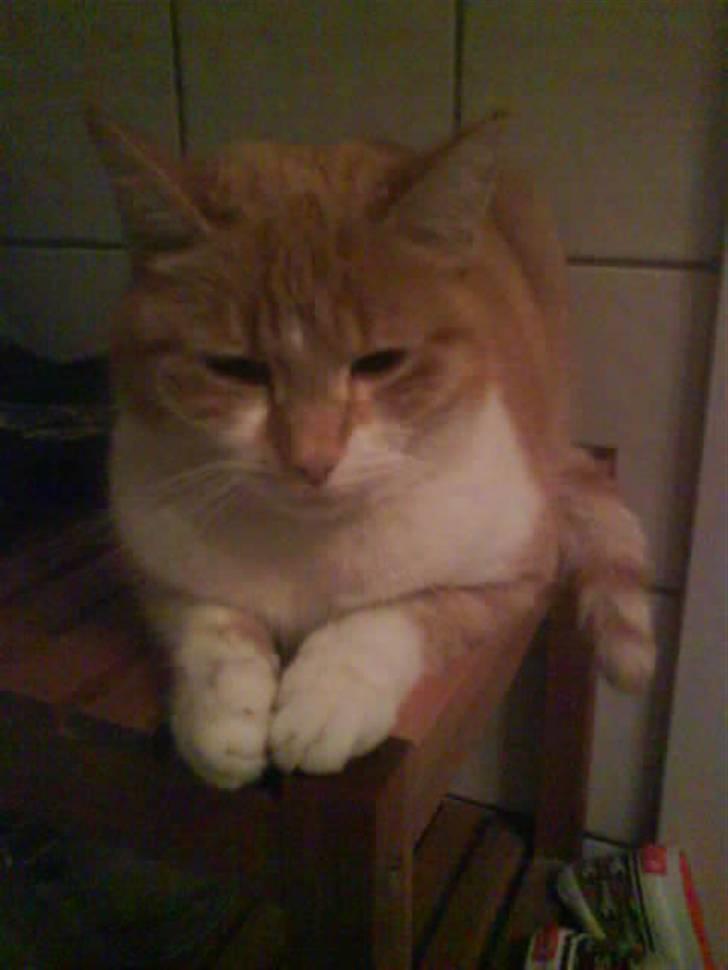 Huskat Max - Max får sig en lille én på øjet :) billede 2