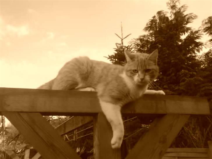 Huskat Max - max er oppe og klatre i tørrestativet ;p billede 3