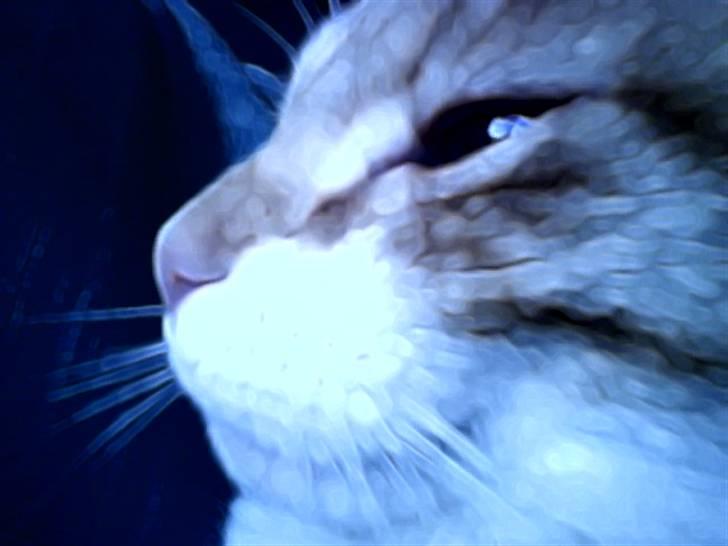 Huskat Max - <3 billede 4