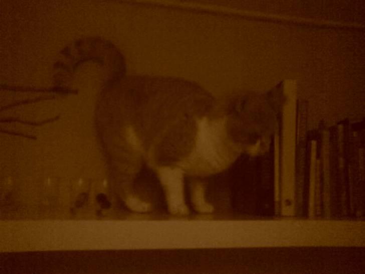 Huskat Max - Max er flygtet op på min hylde, efter det frygtelige møde med hunden Thor :) billede 5