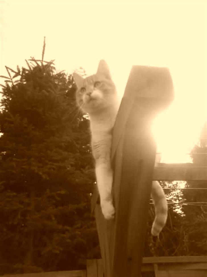 Huskat Max - smukke pigen  billede 6