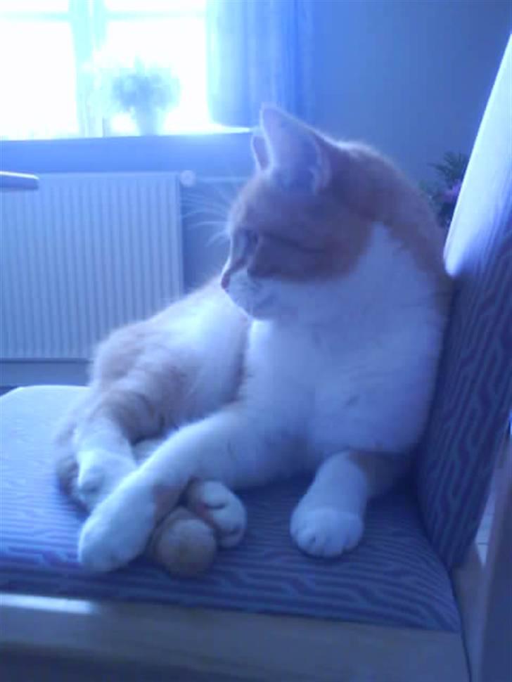 Huskat Max billede 7