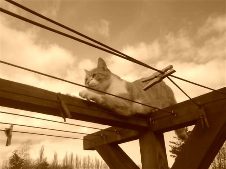 Huskat Max billede 8