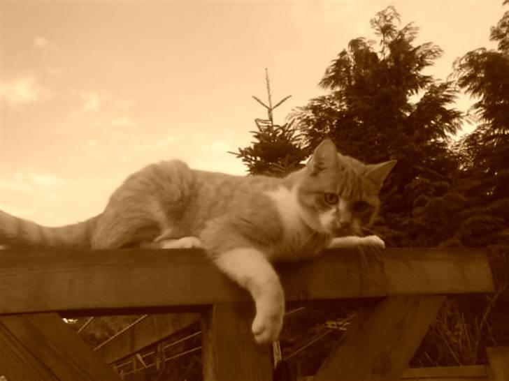 Huskat Max billede 9