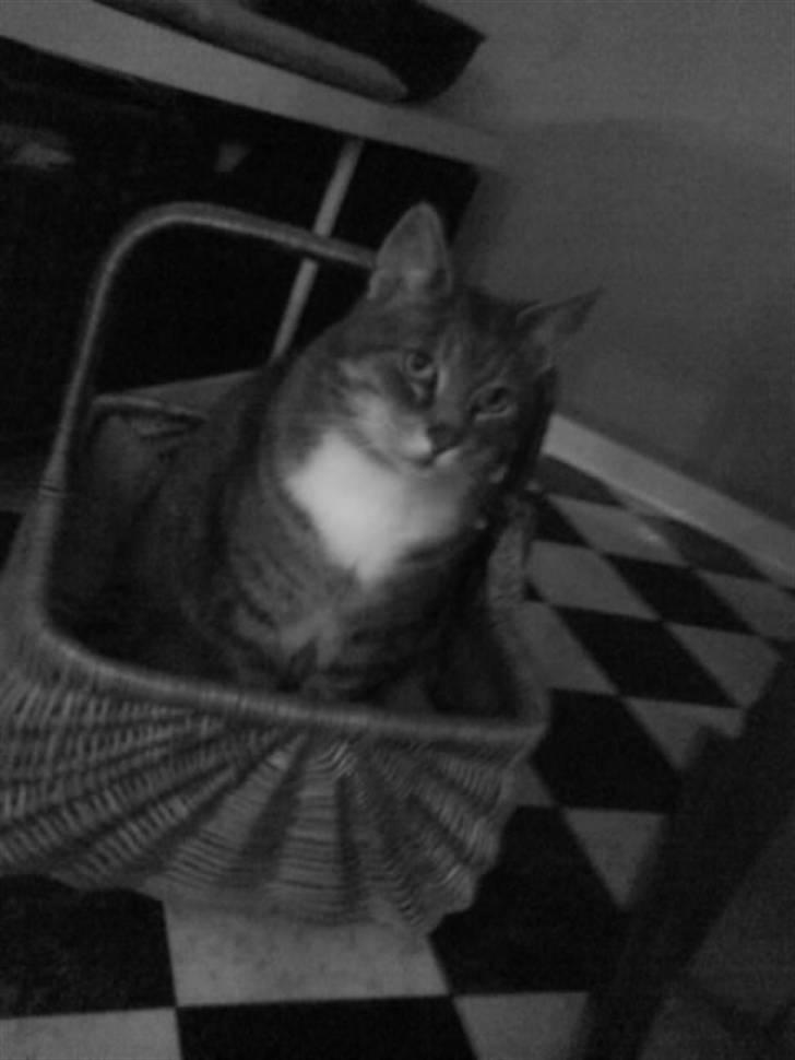 Huskat Charlie - Velkommen til Charlie mands profil ;) tá et kig omkring. billede 1