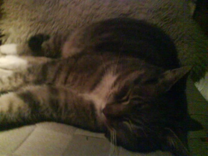 Huskat Charlie - snork :) billede 2