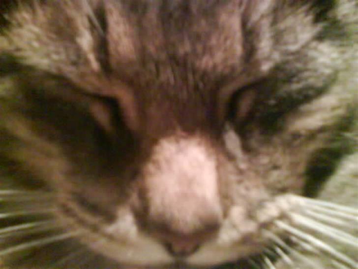 Huskat Charlie - Charlie´s ansigt :) billede 3