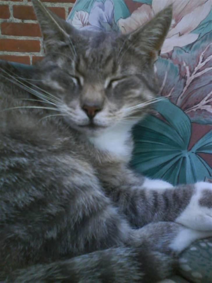 Huskat Charlie - misser mod sollyset :B billede 4