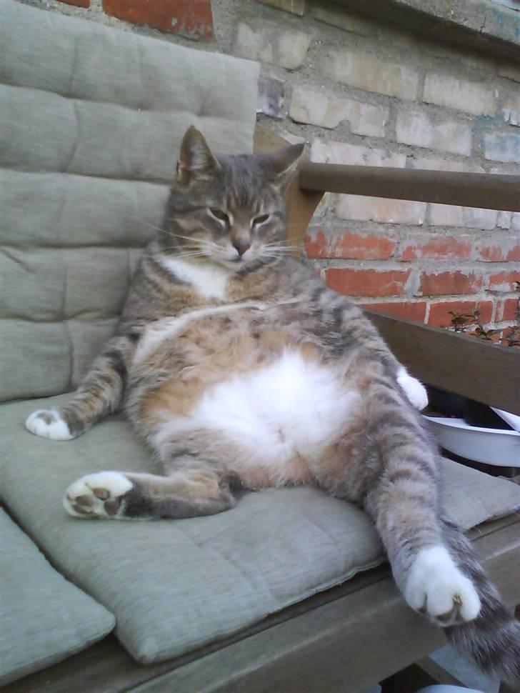 Huskat Charlie - sådan sidder han når han rigtig skal slappe af :D billede 5