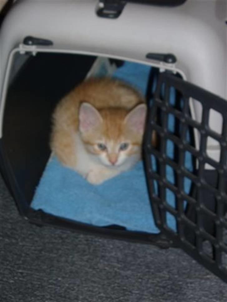 Huskat Max - max som killing :) så kær hun er billede 10