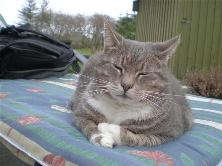 Huskat Charlie - tilbed mig ! billede 6