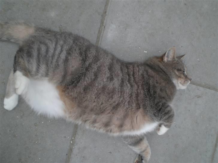 Huskat Charlie - i believe i can fly ;D billede 7