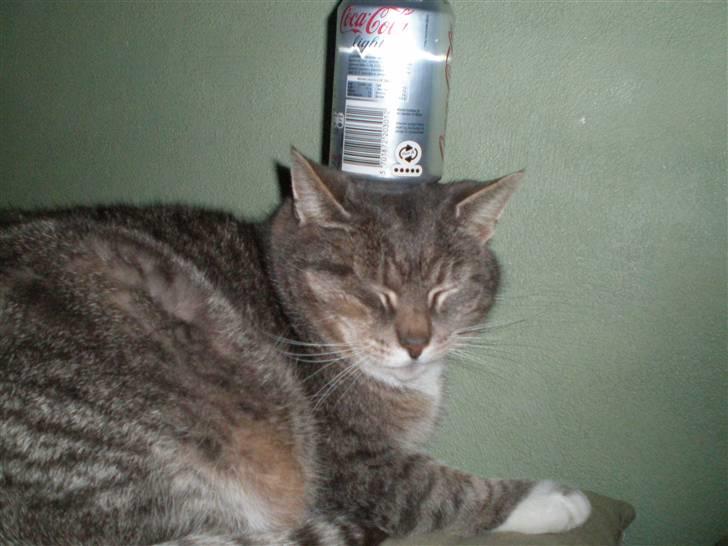 Huskat Charlie - nok ser denne cola dåse tung ud, men den er ganske tom. (stod der kun i ca. 3 sek) billede 9