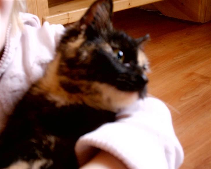 Huskat Bianca II billede 15