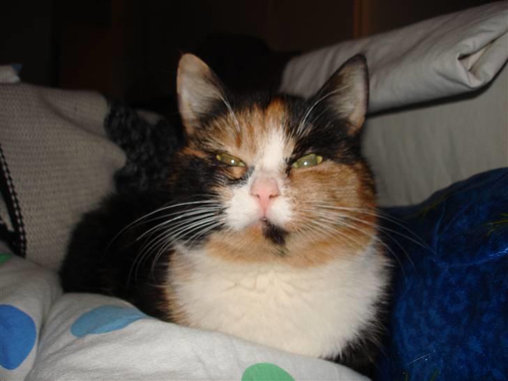 Huskat Tulle billede 1