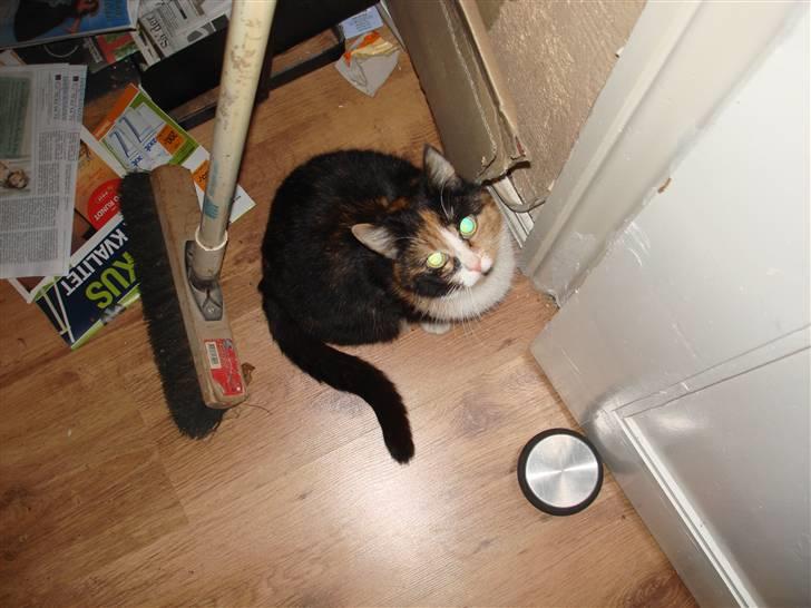 Huskat Tulle billede 2