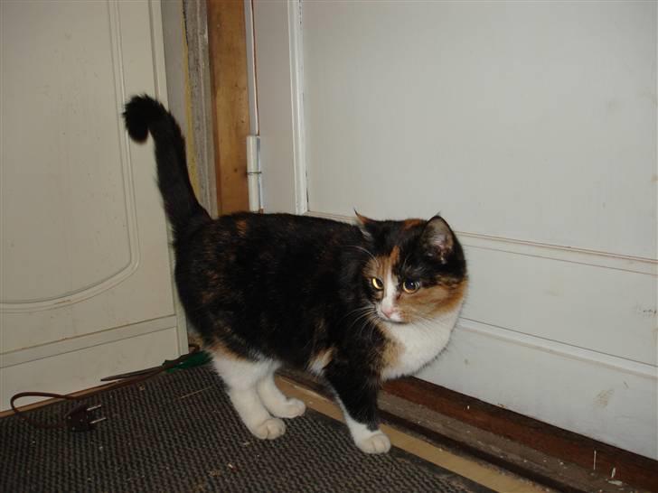 Huskat Tulle billede 3