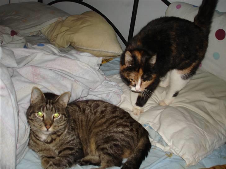 Huskat Tulle billede 4